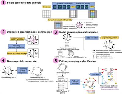 Gene network inference from single-cell omics data and domain knowledge for constructing COVID-19-specific ICAM1-associated pathways